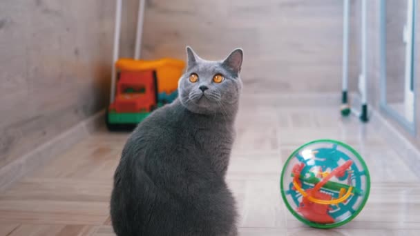 Серая британская кошка с ушами сидит дома на полу — стоковое видео
