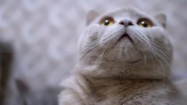 Kahverengi gözlü, uzun bıyıklı, yukarı bakan gri İngiliz kedisinin portresi