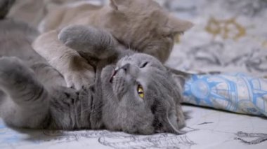 İki Gri Gri İngiliz Ev Kedileri Isırır, Dövüşür, Saldırır, Yatakta Oynar. Yakın plan