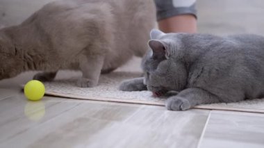 İki Güzel Gri İngiliz Kedi Yerde Topla Oynuyor. Oyuncu, Etkin Evcil Hayvan