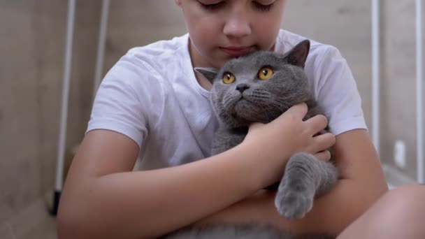Lachen jongen zitten op de vloer, knuffels grijs Britse kat, speelt. Liefde voor huisdieren Dieren — Stockvideo