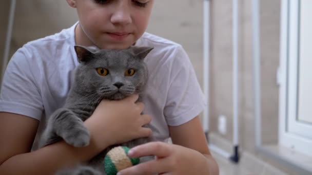 Junge sitzt auf dem Boden, umarmt graue britische Katze, spielt Ball. Liebe zu Haustieren — Stockvideo