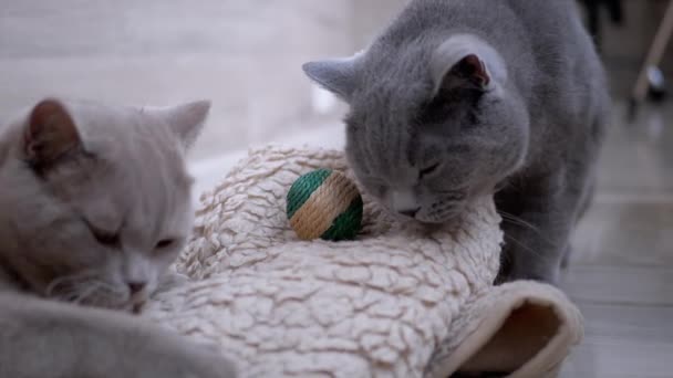 Dos hermosos gatos británicos grises lamen alfombra blanca de lana con lengua. Home Mascotas — Vídeos de Stock