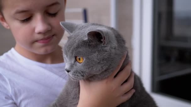 Happy Boy ciasne uściski szary brytyjski dom kot z dużymi oczami, miłość do zwierząt domowych — Wideo stockowe