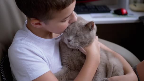 Felice ragazzo abbracci stretto, baci grigio britannico casa gatto con grandi occhi, amore per gli animali domestici — Video Stock