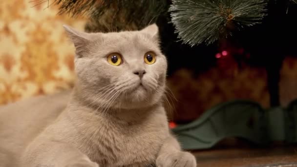 Zabawny szary brytyjski kot czystej krwi z zielonymi oczami, siedzi pod choinką — Wideo stockowe