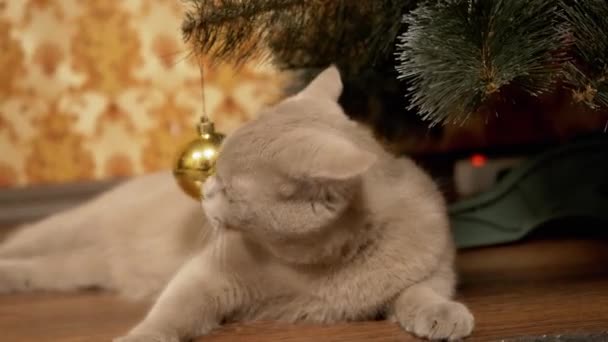 Grigio divertente gatto britannico si siede sotto l'albero di Natale, giocando con la palla di Natale — Video Stock