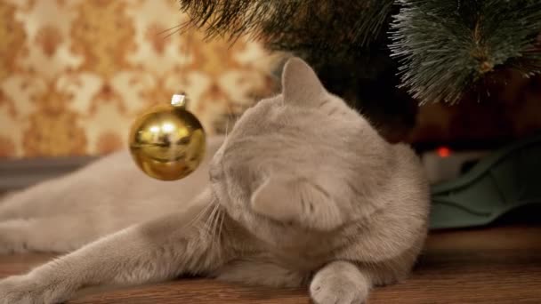 Gato britânico cinzento engraçado senta sob a árvore de Natal, jogando com bola de Natal — Vídeo de Stock