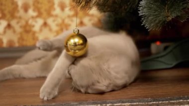 Komik Gri İngiliz Kedisi Noel ağacının altında oturuyor, Noel Balosuyla oynuyor