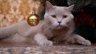 Yeşil gözlü komik gri İngiliz safkan kedisi Noel ağacının altında oturuyor.