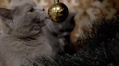 İki komik gri İngiliz safkan kedisi Noel ağacı topuyla oynuyor.