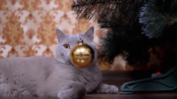 Grå britisk racerene kat med grønne øjne følger bevægelse af juletræ legetøj – Stock-video