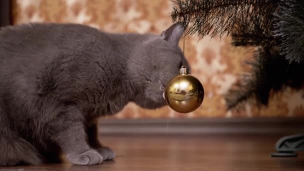 Funny Gray britská kočka sedí pod vánoční strom, hrát s vánoční ples — Stock video