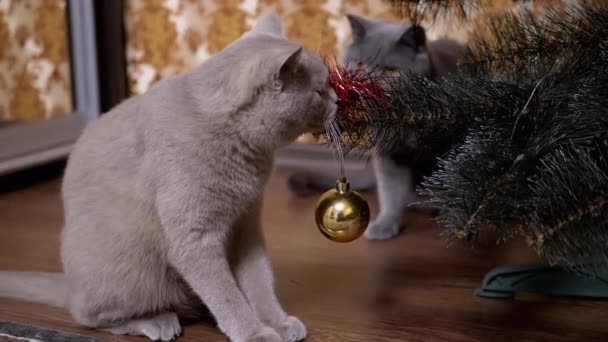 Dois gatos de raça pura britânicos engraçados cinzentos estão jogando com bola de árvore de Natal — Vídeo de Stock