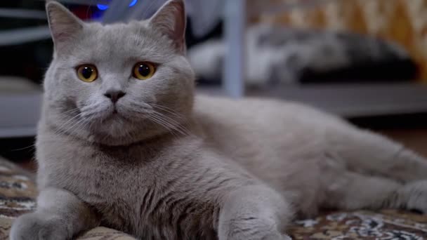 Portrait Funny Gray British Purebred Cat with Green Eyes — стокове відео