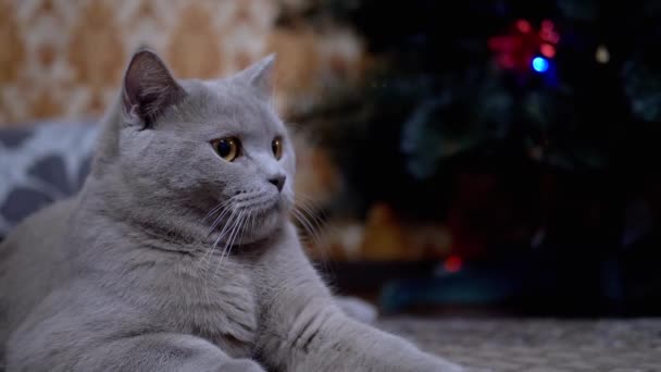 Yeşil gözlü İngiliz safkan kedisi Noel ağacının altında oturuyor. — Stok video