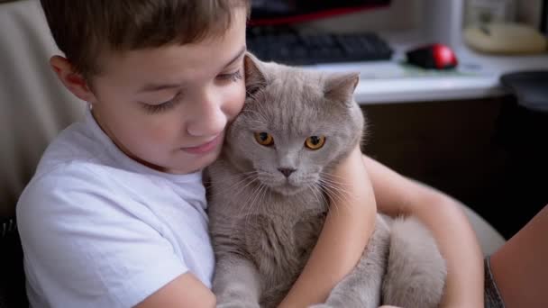 Happy Boy objetí těsné, polibky šedá britská domácí kočka s velkýma očima, láska pro domácí mazlíčky — Stock video