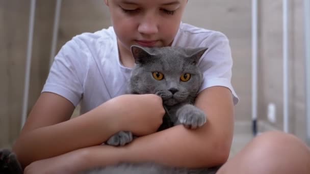 Glad pojke sitter på golvet, kramar grå brittisk katt, spelar. Kärlek till sällskapsdjur — Stockvideo