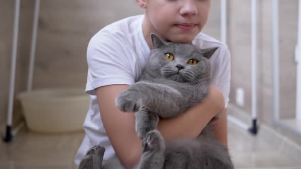 Мальчик сидит на полу и крепко обнимает серого британского кота, играет. Любовь к домашним животным — стоковое видео