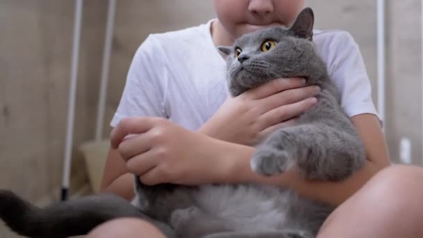 Smile Boy Sit On Floor, Hugs Gray British Cat, Plays. Любовь к домашним животным — стоковое видео