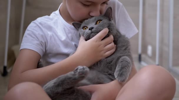Happy Boy siedzi na podłodze, całuje, przytula szary brytyjski kot domowy. Miłość do zwierząt domowych — Wideo stockowe