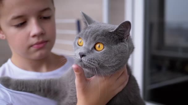 Happy Boy abraços apertados cinza britânico Home Cat com olhos grandes, amor para animais de estimação — Vídeo de Stock