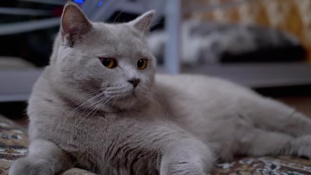Portret grappig grijs Brits urebred kat met groene ogen, zittend op tapijt — Stockvideo