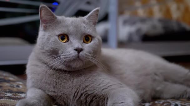Portrét Funny Gray Britská čistokrevná kočka se zelenýma očima, sedí na koberci — Stock video