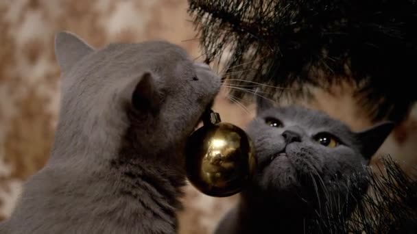İki komik gri İngiliz safkan kedisi Noel ağacı topuyla oynuyor. — Stok video