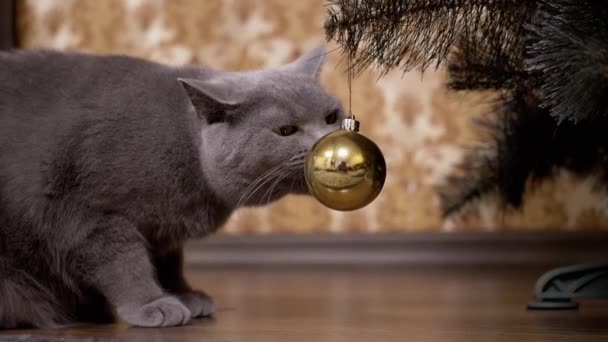 Смешная серая британская кошка сидит под рождественской елкой, играя с рождественским балом — стоковое видео