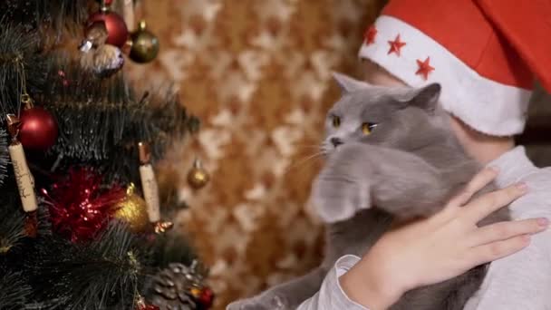 Chłopiec w czerwonej czapce Zbadaj zabawki na choince wraz z brytyjskim kotem na rękach — Wideo stockowe