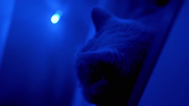 Hoofd van de Britse kat op de achtergrond van de glinsterende kerstslingers. Een close-up. 4K — Stockvideo