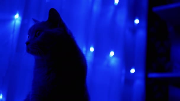 Gray British Cat κάθεται και κοιτάζει Twinkling Lights of Christmas Garland. 4K — Αρχείο Βίντεο