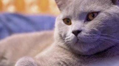 Uyuyan Uyuyan Uyuyan ve Hareketi İzleyen Uykucu İngiliz Evcil Kedisinin Portresi