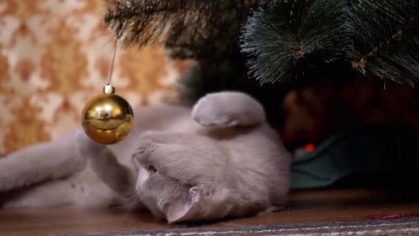 Zabawny szary brytyjski kot siedzi pod choinką, bawiąc się świąteczną piłką — Wideo stockowe