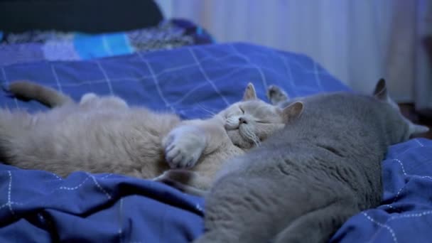 Twee slapende Britse katten op bed, een van hen Wakes, Opens Eyes Up and licks Paw — Stockvideo