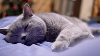 Yatakta Büyük Kulaklı Uyuyan Gri İngiliz Ev Kedisinin Portresi. 4K