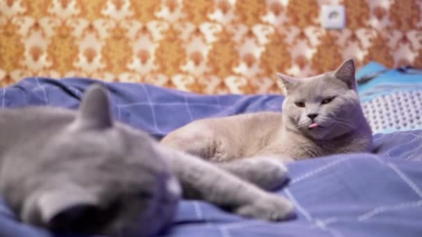 Twee slapende grijze Britse katten op bed, een van hen Wakes, Opens Eyes, licks Nose — Stockvideo