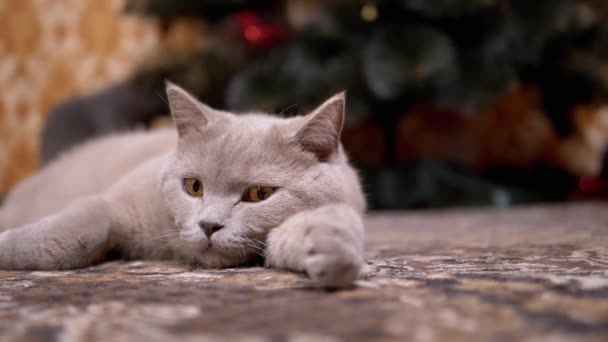 Γκρι Βρετανίδα καθαρόαιμη γάτα με πράσινα μάτια ξαπλωμένη, κοιμάται κάτω από το χριστουγεννιάτικο δέντρο — Αρχείο Βίντεο