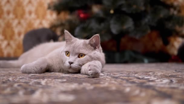 Gato vermelho britânico cinzento engraçado com olhos verdes encontra-se para baixo sob a árvore de Natal — Vídeo de Stock