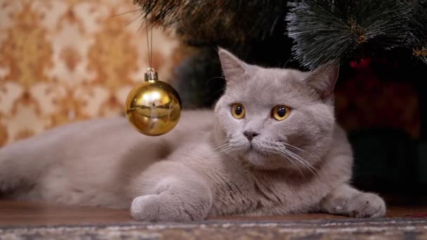 Portrait Gray British Purebred Cat with Green Eyes, Sits under Christmas Tree — стокове відео