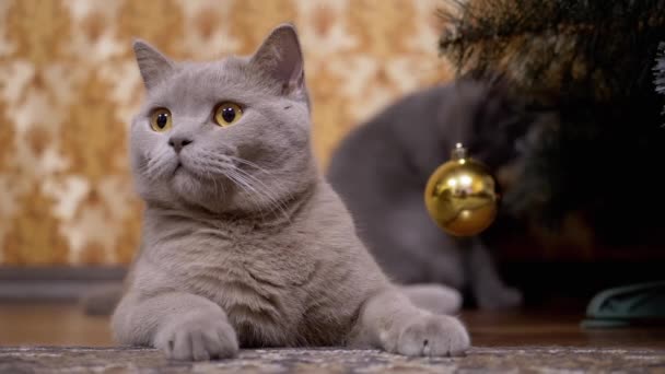 Retrato Gris Británico Gato de pura raza con Ojos Verdes, Se sienta bajo el árbol de Navidad — Vídeo de stock