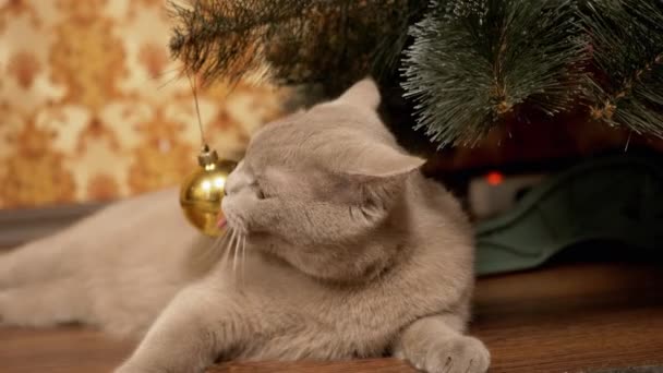 Grigio divertente gatto britannico si siede sotto l'albero di Natale, giocando con la palla di Natale — Video Stock