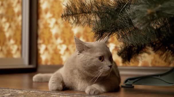 Gato de raça pura britânico cinza engraçado com olhos verdes, sentado sob a árvore de Natal — Vídeo de Stock