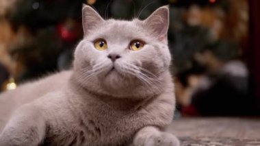 Yeşil Gözlü Gri İngiliz Safkan Kedisi Noel Ağacı Altında Oturuyor