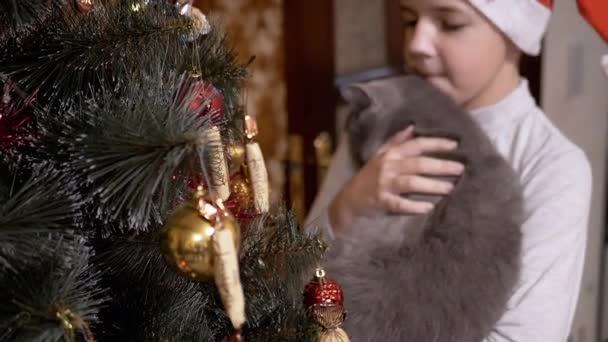 Boy in Red Cap Examine juguetes en el árbol de Navidad junto con el gato británico en las manos — Vídeos de Stock
