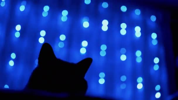 Silhouet van Cat op de achtergrond van Twinkelende Neon Lights of Christmas Garland. — Stockvideo