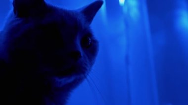 Gri İngiliz Kedisi Noel süslerinin parıldayan ışıklarına bakıyor. Büyüt