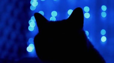 Kedi silueti Noel çelengi parıldayan neon ışıklarının arka planında.