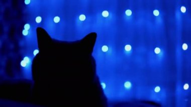 Kedi silueti Noel çelengi parıldayan neon ışıklarının arka planında.